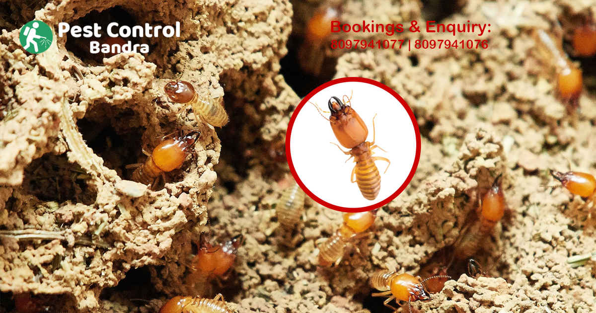 Termite Control in Bandra